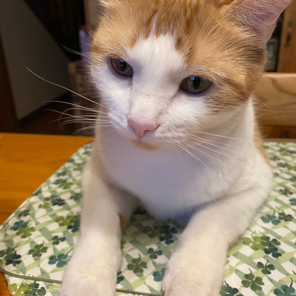 Meet your Posher, Alice - Picture 1 of 1